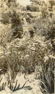 Image of George T. Marsh Japanese Garden, Coronado