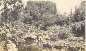 Image of Eugene J. de Sabla Tea Garden, San Mateo