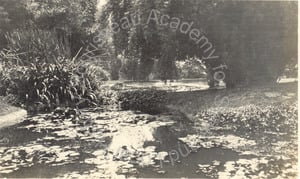 Image of Lily pond at Huntington Estate, Pasadena