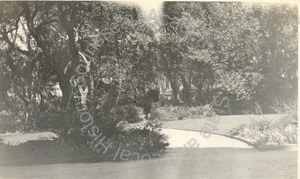 Image of View from Faculty Club, U.C. (plants and path joining Hearst Bridge)