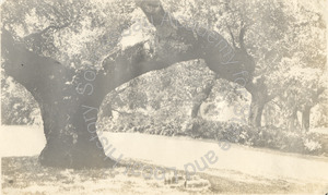 Image of Eugene J. de Sabla Estate, San Mateo