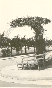 Image of Light standard covered with vines, Ingleside Terrace subdivision