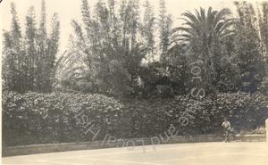 Image of Tennis backstop covered with evergreen grape, Clinton B. Hale Residence