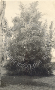 Image of Good specimen melaleuca genistifolia, Clinton B. Hale Residence, Santa