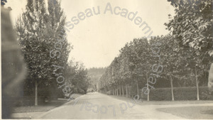 Image of European sycamores trimmed on the William H. Crocker Estate