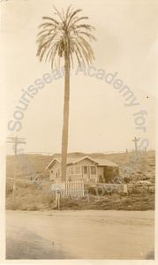 Image of Oldest Palm planted in California, San Diego