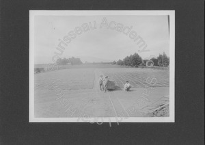 Image of Drying prunes at the G.S. Rawlings Farm