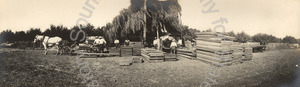 Image of Agricultural laborers working at drying fruit at Coyote Ranch