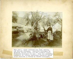 Image of Unpacking grape vines obtained in France