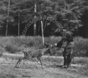 Image of Unidentified man feeding a deer near a forest