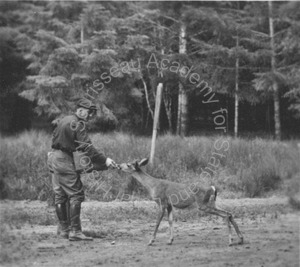 Image of Unidentified man feeding a deer near a forest