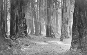 Image of Florence and Frank Hill standing at the base of a tree in the Redwood Forest