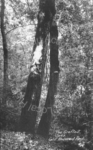 Image of The grafted oaks, Calif. Redwood Park