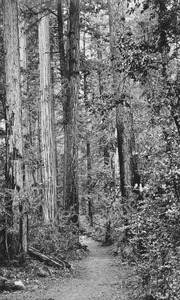 Image of Trail through the trees at Redwood Park