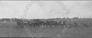 Image of Eight-ox team harnessed to a wagon