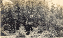 Image of Oak used as breakfast room, George O. Knapp Estate, Montecito