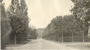 Image of European sycamores trimmed on the William H. Crocker Estate