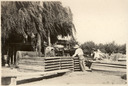 Image of Drying trays and agricultural laborers at Coyote Ranch