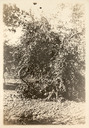 Image of Apricot tree, laden with fruit, likely at Coyote Ranch