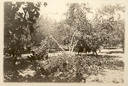 Image of Broken fruit tree, likely at Coyote Ranch orchard