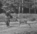 Image of Unidentified man feeding a deer near a forest