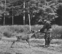 Image of Unidentified man feeding a deer near a forest