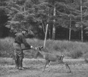 Image of Unidentified man feeding a deer near a forest