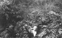 Image of Florence Hill among tall ferns