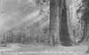 Image of Auto Tree,  21 feet in diameter, Cal. Redwood Park