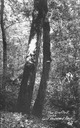 Image of The grafted oaks, Calif. Redwood Park