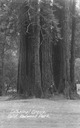 Image of Birdella Hill among the Cathedral Group of trees in the Redwood Park